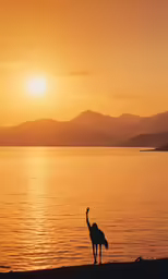 a bird is standing on the beach in front of a body of water at sunset