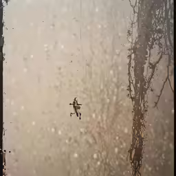a bird flying in the air in the foggy sky