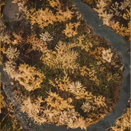 a view of plants and a stream of water from above