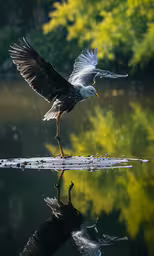 bird with wings extended, on top of fallen branch in water