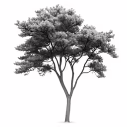 a tree is shown with a thin crown on top