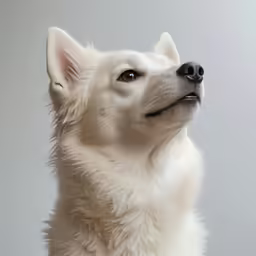 the dog is sitting on the white surface