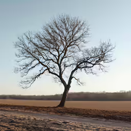 a tree standing on the side of a road next to a field