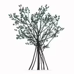 some trees with thin branches in a snowy field