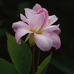 the large pink flower is blooming in the dark