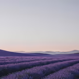 a large field that has purple flowers and mountains in the background