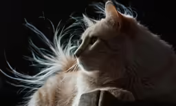 a close up of a cat with long hair