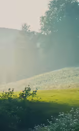 a horse grazing in the fog in a field