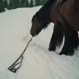 the horse is dragging himself along on a snowy trail