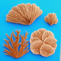 various types of seashells are shown on the blue paper