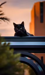 a cat is sitting on a window sill