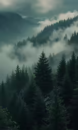 trees are in the fog with a mountain in the background