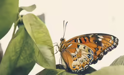 a orange butterfly sitting on a green leaf