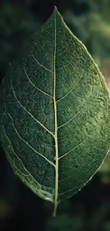 a close - up photo of a large green leaf