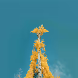the tall, yellow tree has very many colorful leaves