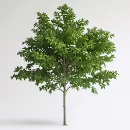 a lone tree stands tall against a white background
