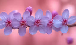 lilacs are being held to a branch by water droplets
