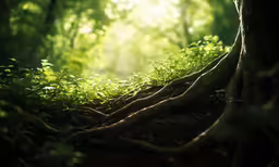 a lush green forest with tree roots and green leaves