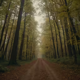 a dirt road with a forest in the background