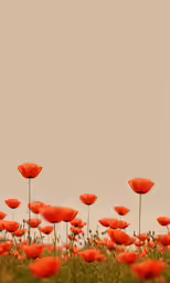 a field full of red flowers with a sky background