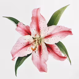 a pink flower with green leaves on the top