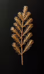 the golden pine needle on the branch of a tree