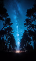 a tree forest at night, with a person walking under the stars