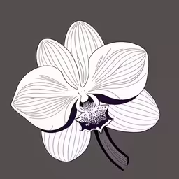 a black and white image of a flower
