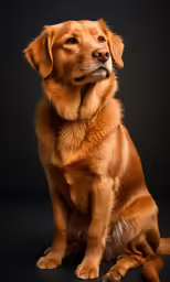 the brown dog has a sad look on its face