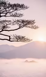 the sun shines through mist covered trees