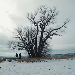 a large bare tree standing on top of a snow covered field