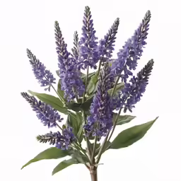 a bunch of purple flowers that are in a glass vase