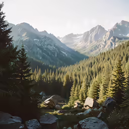 a lush green forest filled with pine trees