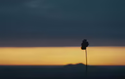 the sun is setting behind some long thin plants