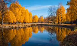 yellow trees are reflecting in the still water of a pond