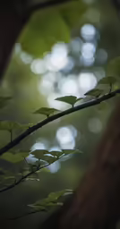 a green tree branch with leaves near some water