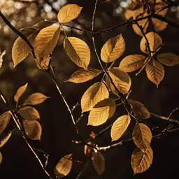 branches with some leaves on them are seen