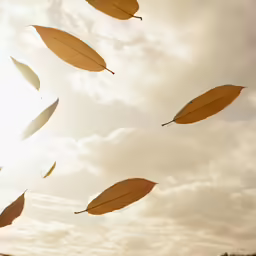 the sun is setting behind autumn leaves in the air