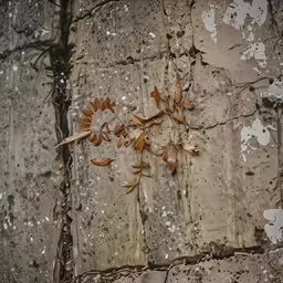 the peeling paint on a wall has flowers on it