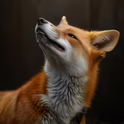 a corgi dog in full growth with a black background