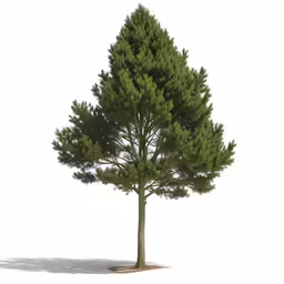 a small, very detailed pine tree with no leaves
