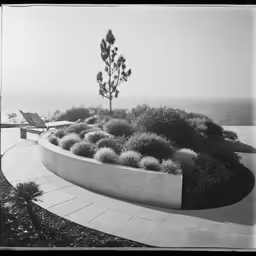 the large grass plant in the planter is by the ocean
