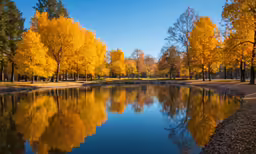 yellow trees with the sun shining on them next to water