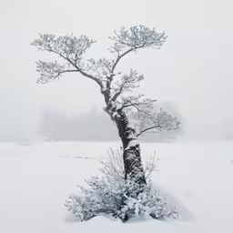 a lonely, bare tree stand in a snowy field