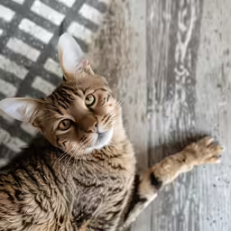 a brown and white cat is on the floor