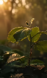 the young plant is growing in the garden
