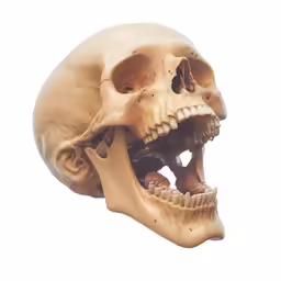 an animal skull with its teeth open