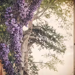 the photographer is photographed while she takes a picture of a flowering tree