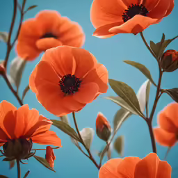 a flower with several petals and a blue background