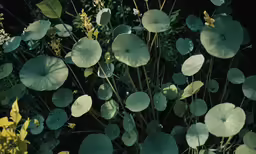 a group of different types of leaves and flowers